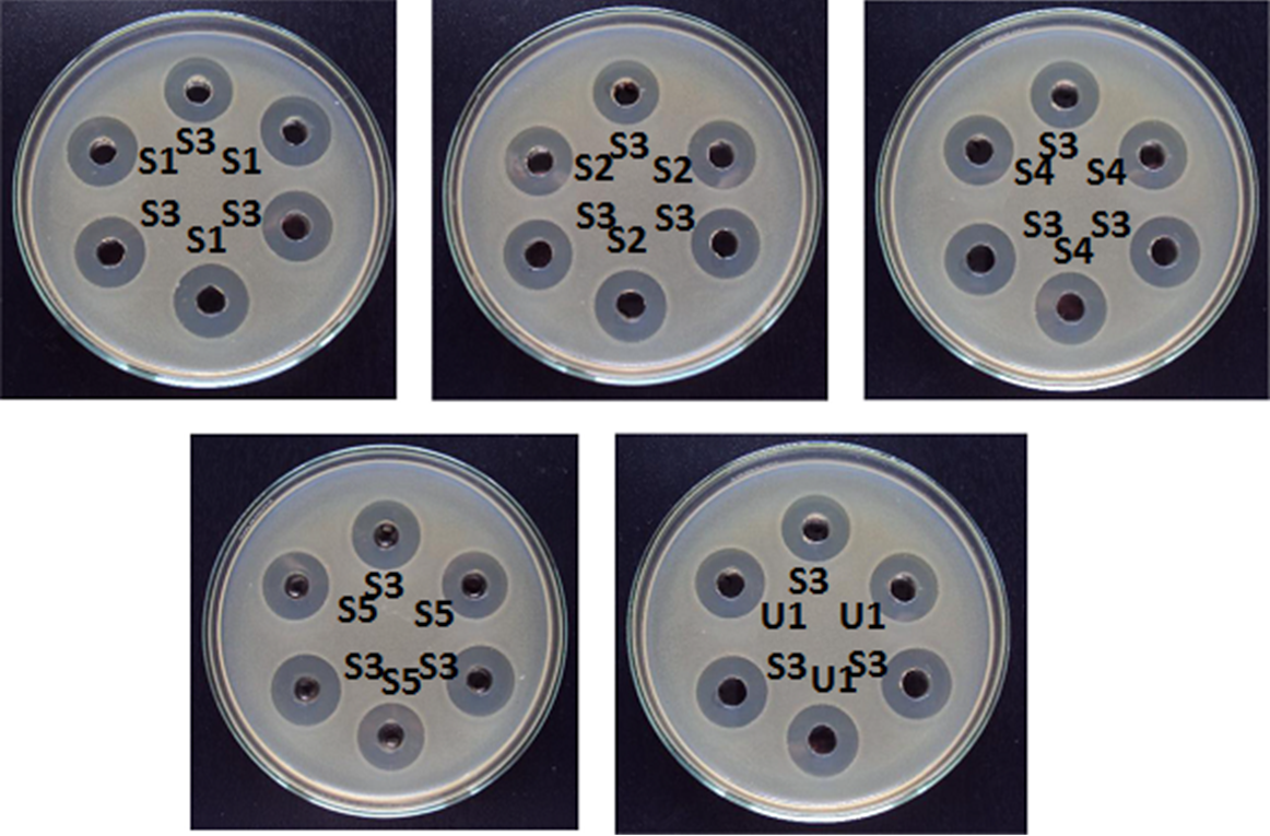 Bioassay Analysis-Cylinder-Plate 5+1 Assay